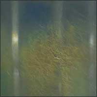 Barbara Pierzgalska - Pastela – Światło II